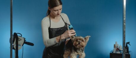 Logiciel salon de toilettage