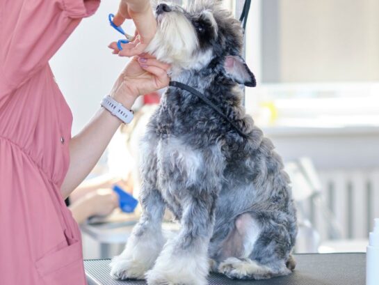 Logiciel salon de toilettage